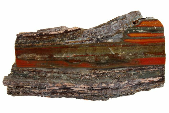 Stromatolite Slice - Pilbara, Australia ( Billion Years) #180172